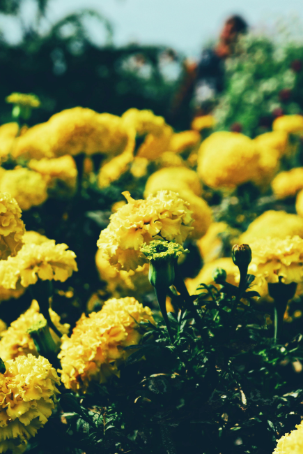 Green Gold Flowers Private Limited